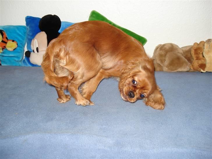 Cavalier king charles spaniel Alberte - hjælp min hale vil ikke fanges ups faldt vist............... billede 6