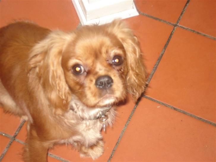 Cavalier king charles spaniel Alberte - hold op du må ikke tage et billede af mig....................... billede 7