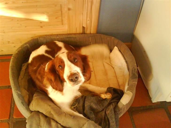 Welsh springer spaniel nardo billede 1