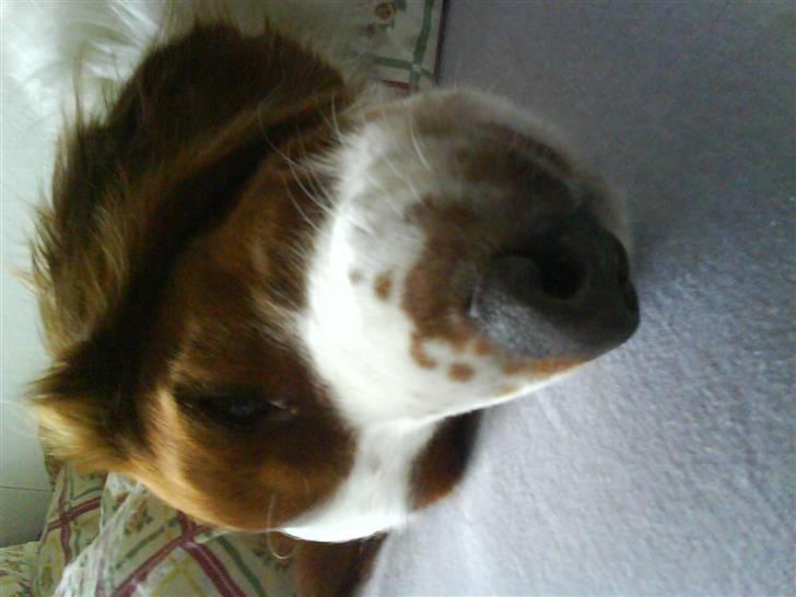 Welsh springer spaniel nardo billede 2