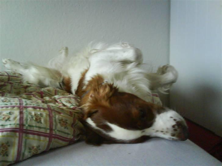 Welsh springer spaniel nardo billede 3