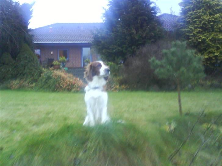 Welsh springer spaniel nardo billede 4
