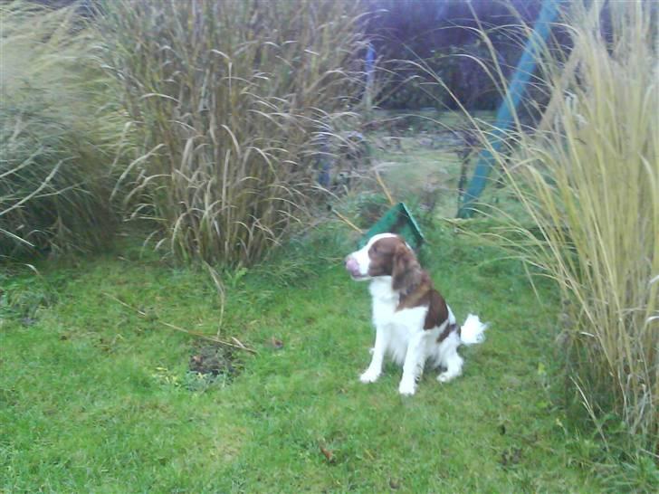 Welsh springer spaniel nardo billede 5
