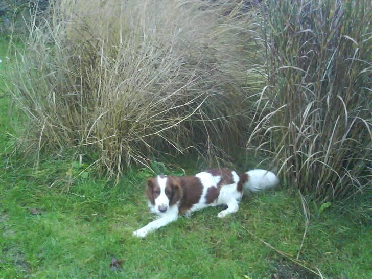 Welsh springer spaniel nardo billede 6