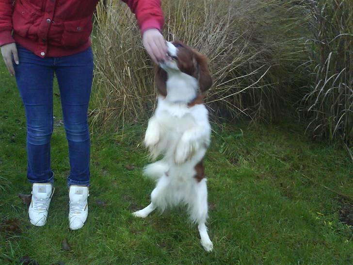 Welsh springer spaniel nardo billede 7