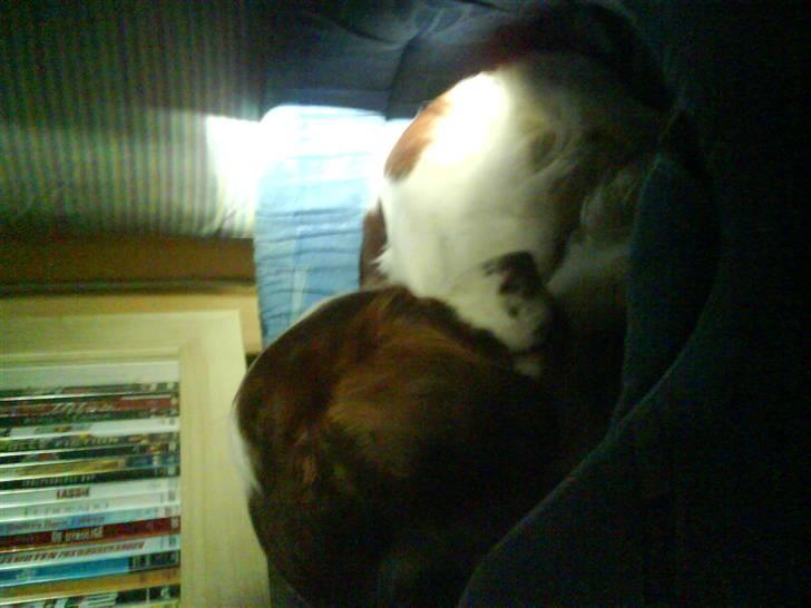 Welsh springer spaniel nardo billede 8