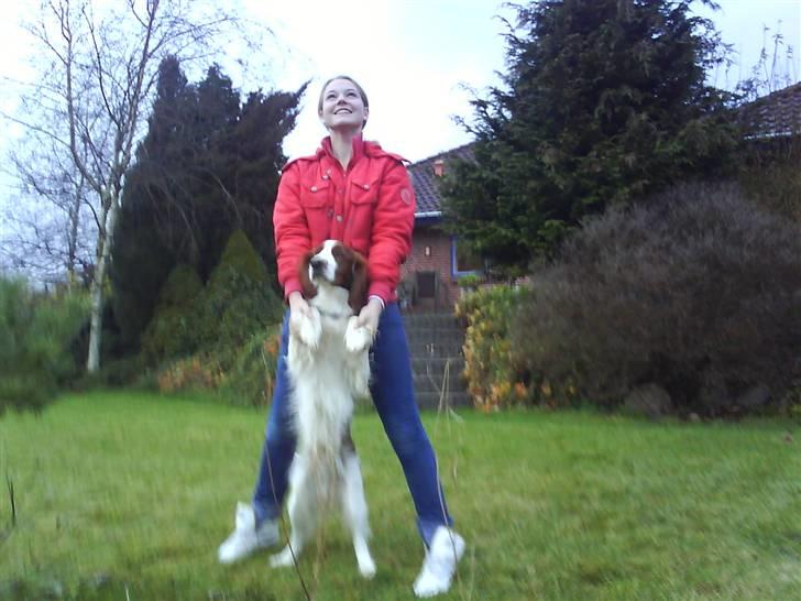 Welsh springer spaniel nardo billede 9