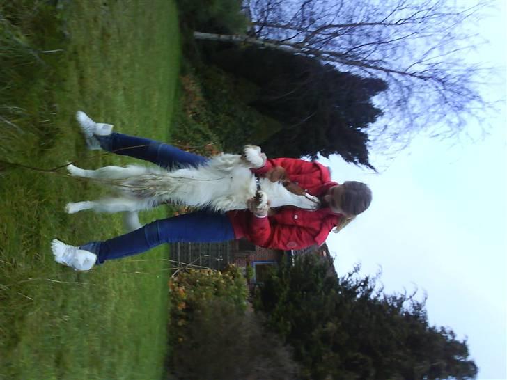 Welsh springer spaniel nardo billede 10