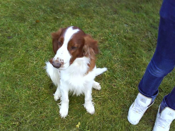 Welsh springer spaniel nardo billede 11
