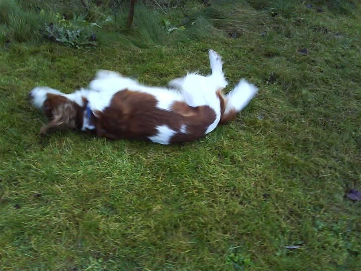 Welsh springer spaniel nardo billede 12