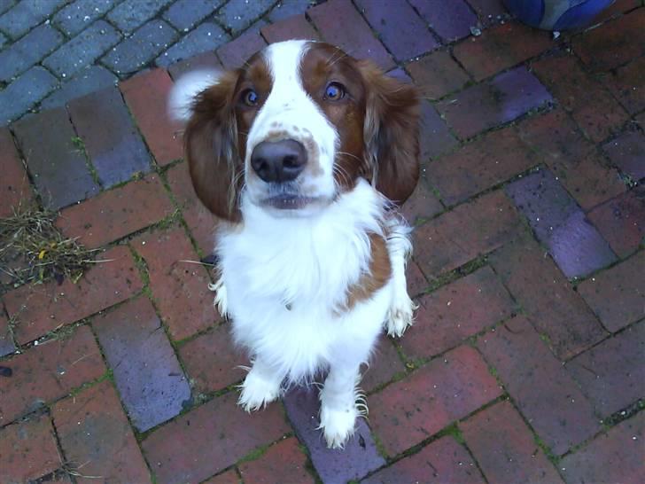 Welsh springer spaniel nardo billede 13