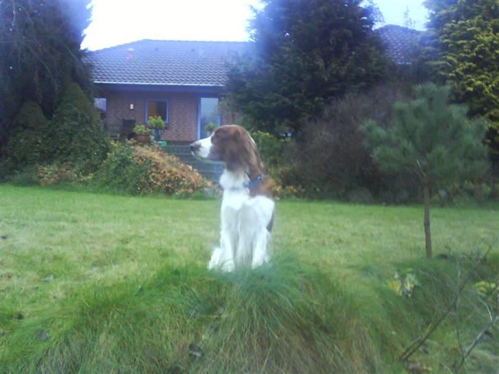 Welsh springer spaniel nardo billede 14