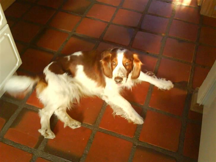 Welsh springer spaniel nardo billede 15