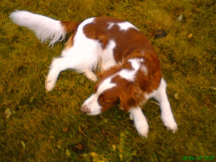 Welsh springer spaniel nardo billede 16