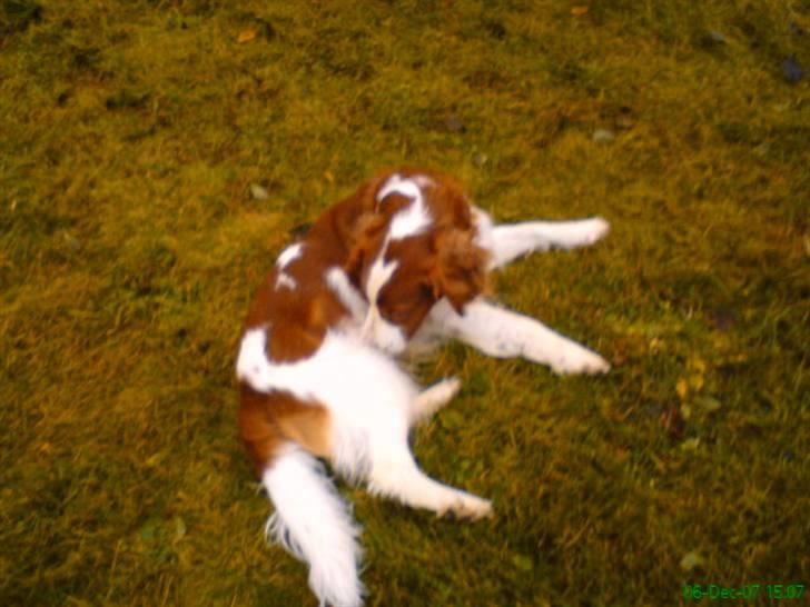Welsh springer spaniel nardo billede 17
