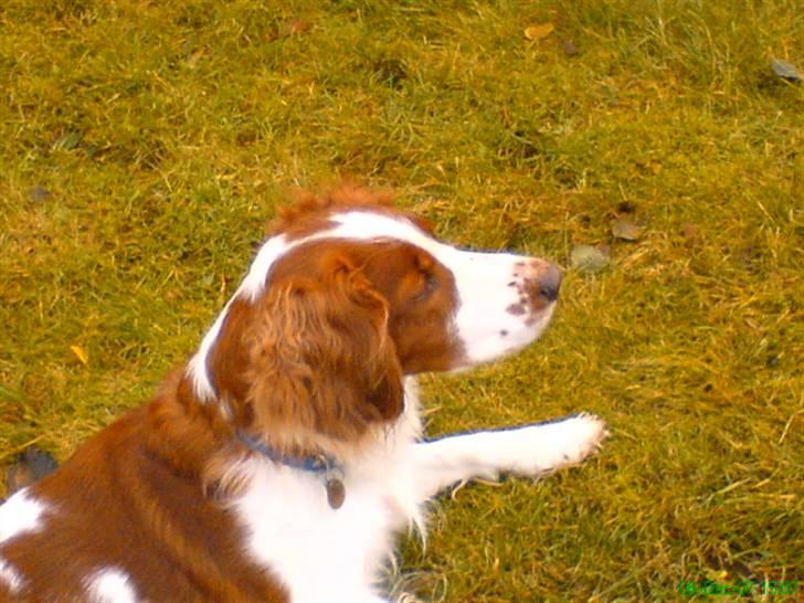 Welsh springer spaniel nardo billede 18