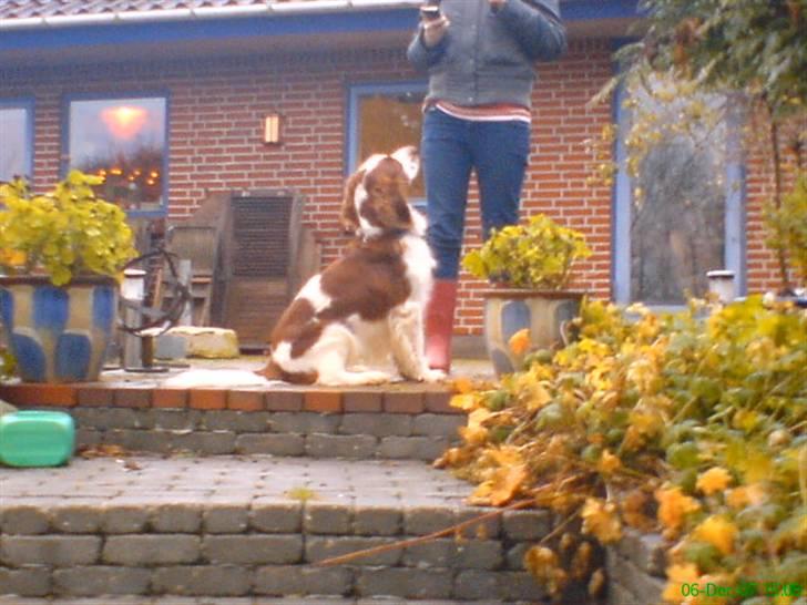 Welsh springer spaniel nardo billede 19