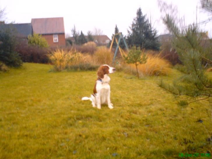 Welsh springer spaniel nardo billede 20