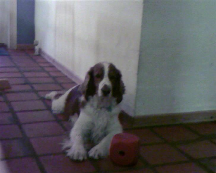 Welsh springer spaniel dundee billede 1