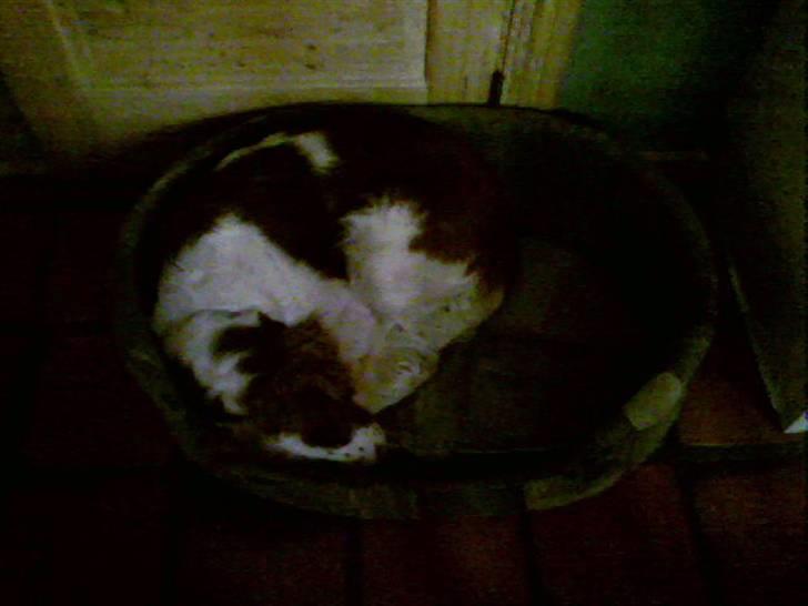 Welsh springer spaniel dundee billede 2