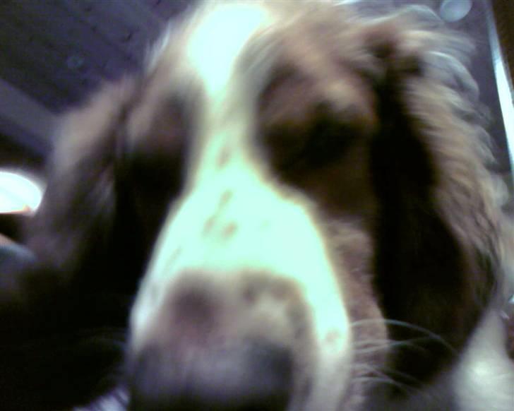 Welsh springer spaniel dundee billede 3