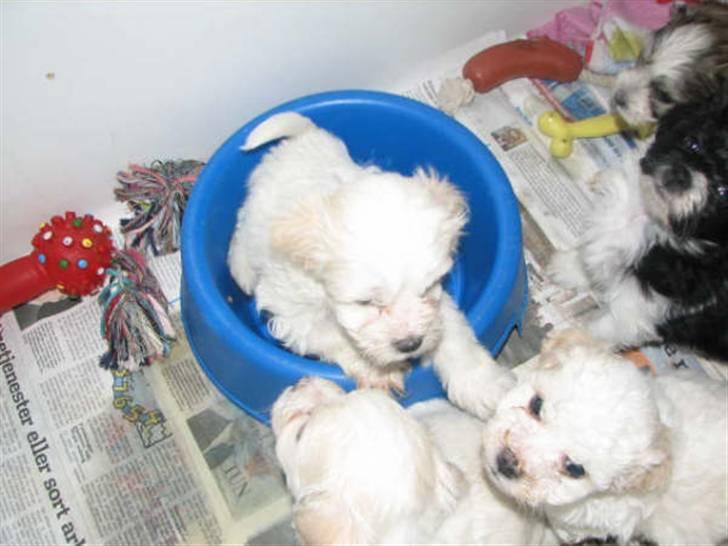 Blanding af racer FREJA - så er jeg 5 uger, så nu skal der ske noget billede 10