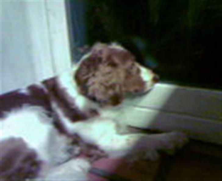 Welsh springer spaniel dundee billede 4