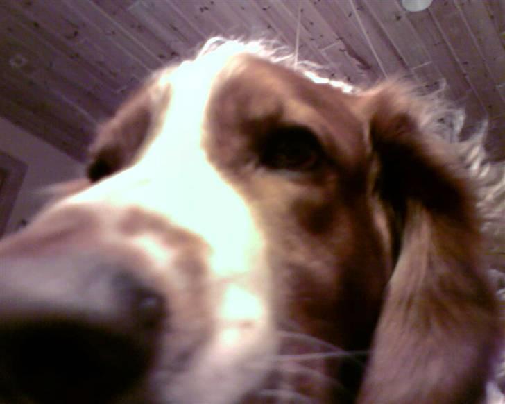 Welsh springer spaniel dundee billede 5