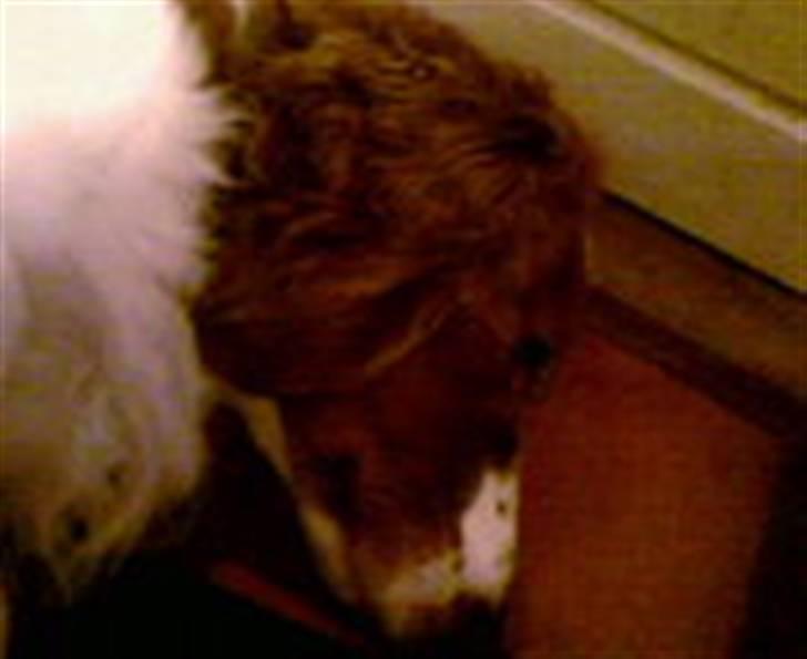 Welsh springer spaniel dundee billede 6