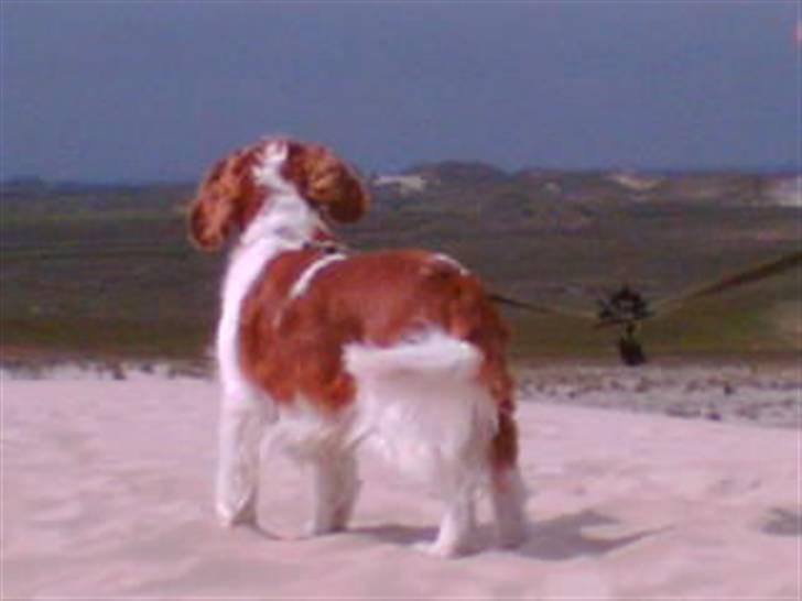 Welsh springer spaniel dundee billede 7