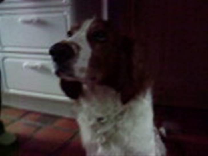 Welsh springer spaniel dundee billede 8