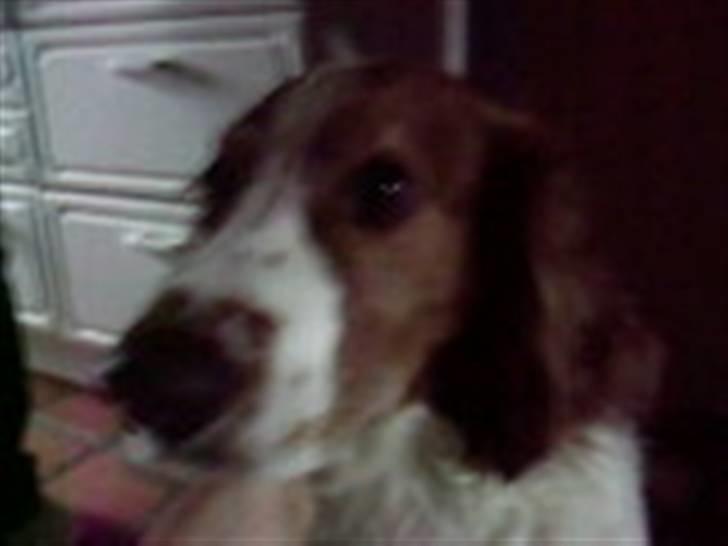 Welsh springer spaniel dundee billede 9