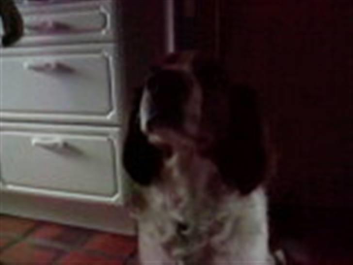 Welsh springer spaniel dundee billede 10