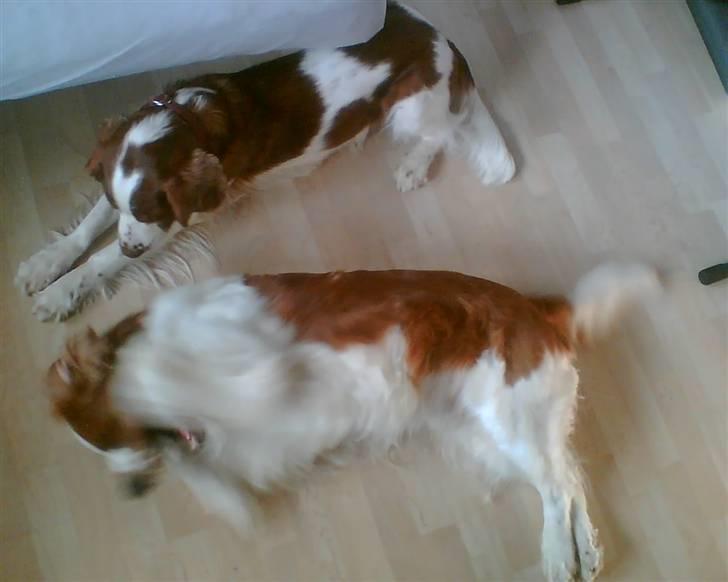 Welsh springer spaniel dundee billede 11