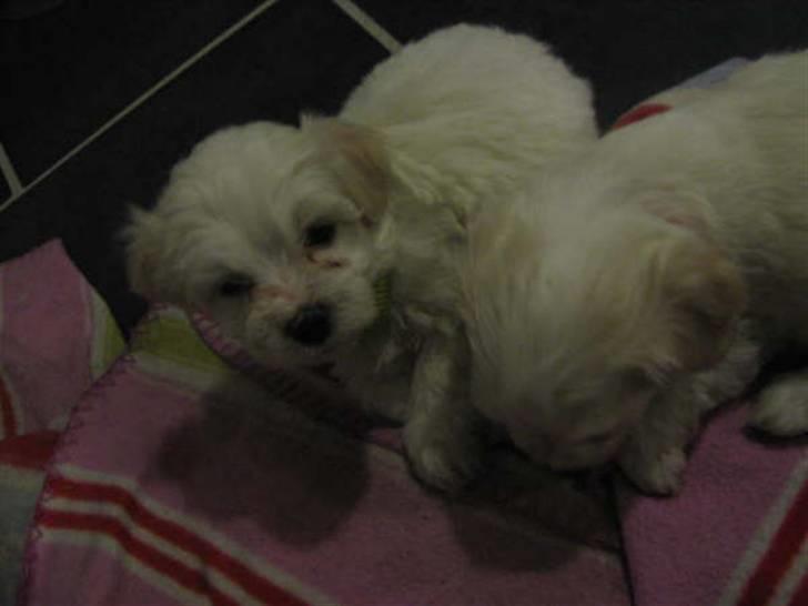 Blanding af racer FREJA - min søster oog mig  5 uger billede 11