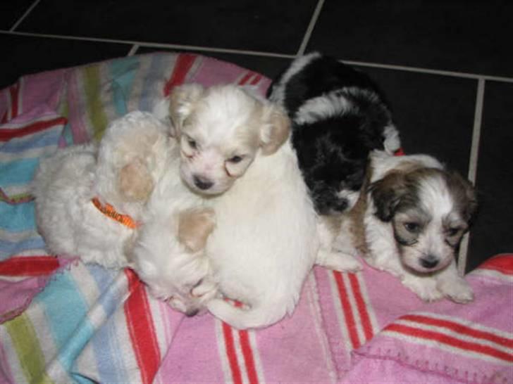 Blanding af racer FREJA - det er nu dejligt at ligge og putte med mine søskende billede 12