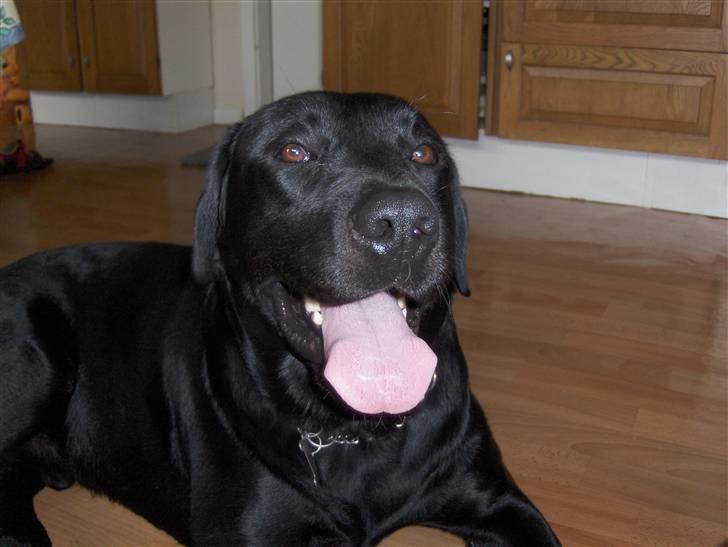 Labrador retriever Bamse r.i.p :"( savnet - uh ha det var hørt a komme ud på marken! hehe billede 11