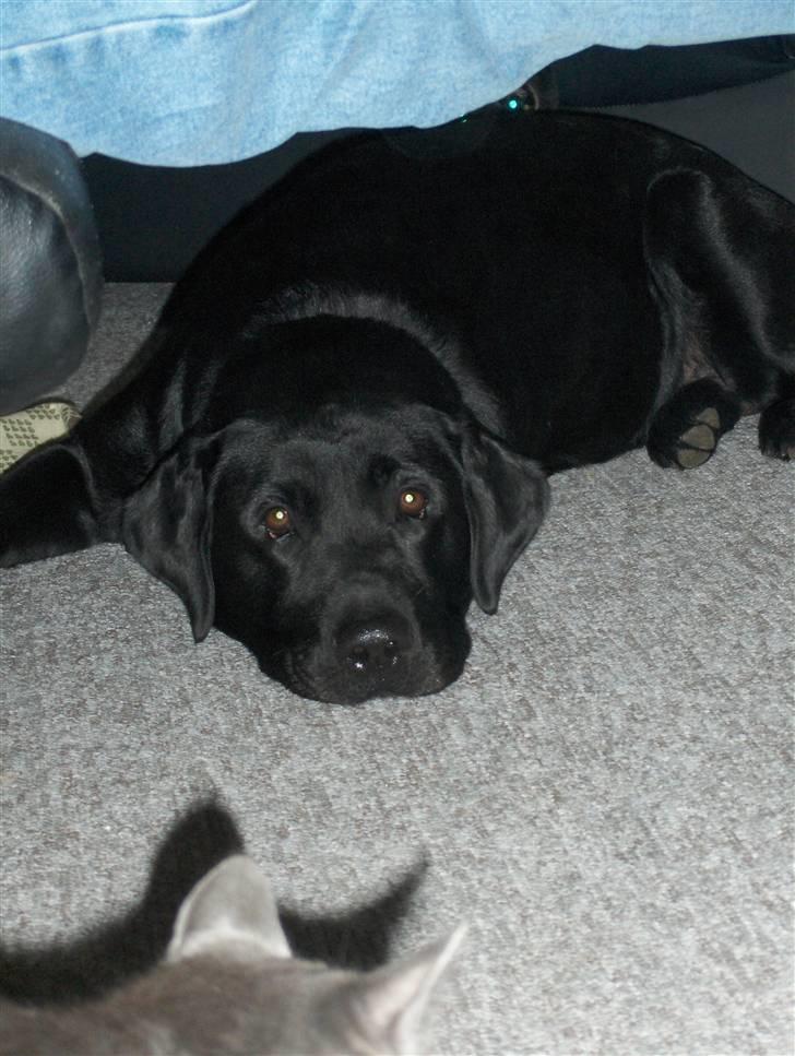 Labrador retriever Bamse r.i.p :"( savnet - puha har lige været ude at gå og lige bag efter! puha :P billede 12