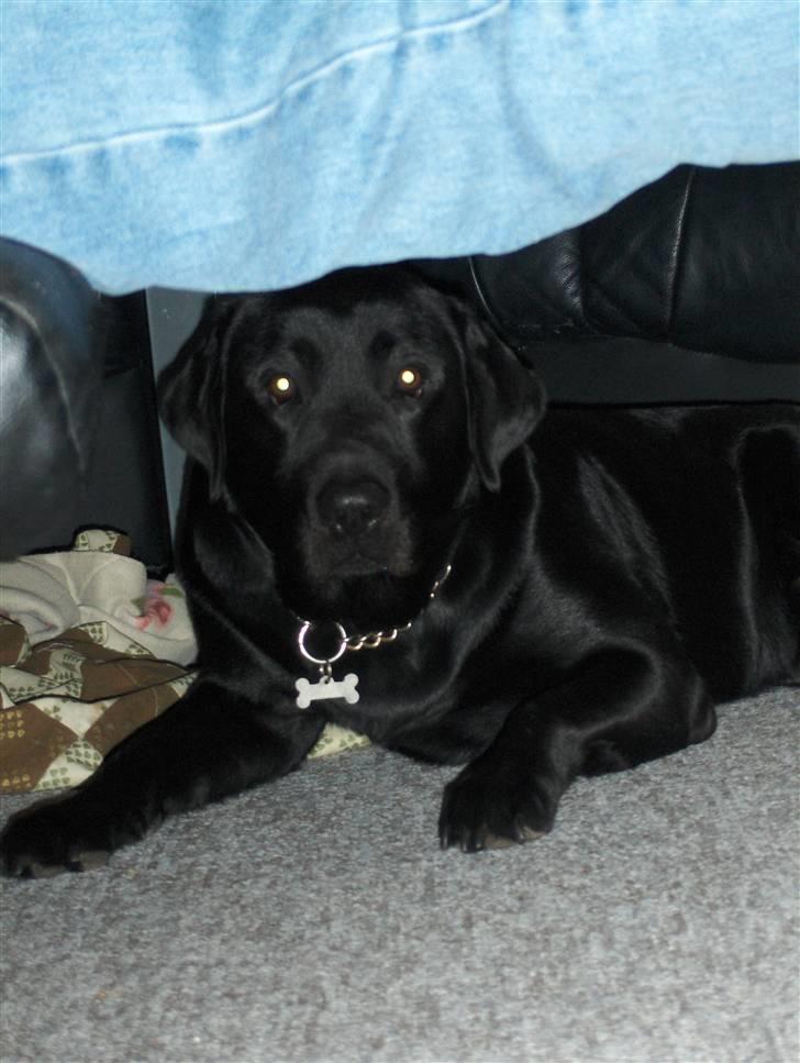 Labrador retriever Bamse r.i.p :"( savnet - se min dejlige hund! :) billede 13
