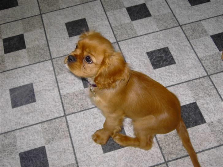 Cavalier king charles spaniel Alberte billede 1