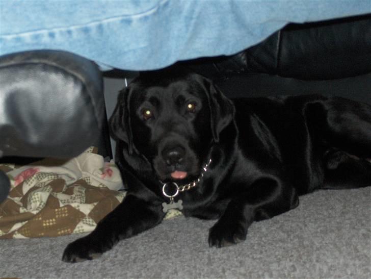 Labrador retriever Bamse r.i.p :"( savnet billede 14