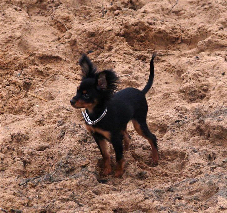 Russisk toy terrier Jaroslavna Mazasis Elfas billede 9