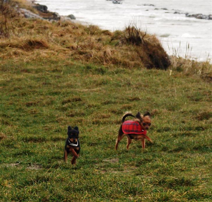 Russisk toy terrier Jaroslavna Mazasis Elfas - om kap med Zolo billede 11