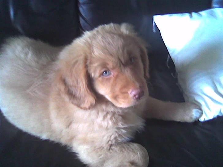 Nova scotia duck tolling retriever Mowgli billede 16