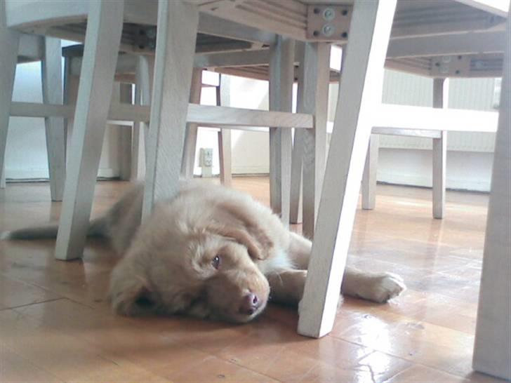 Nova scotia duck tolling retriever Mowgli billede 17