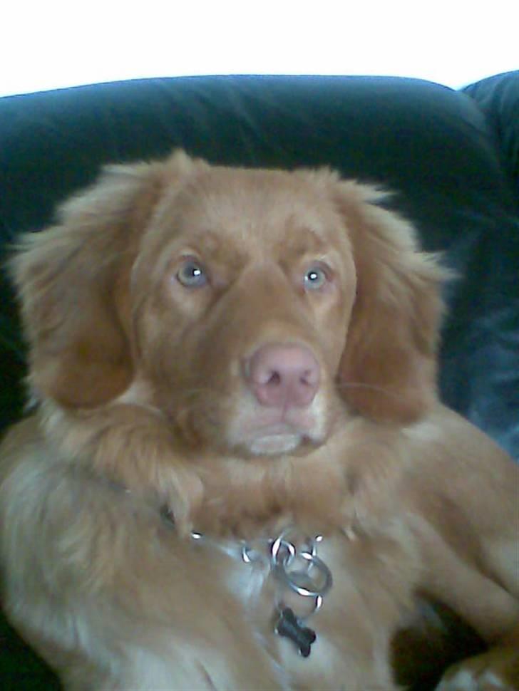 Nova scotia duck tolling retriever Mowgli billede 18