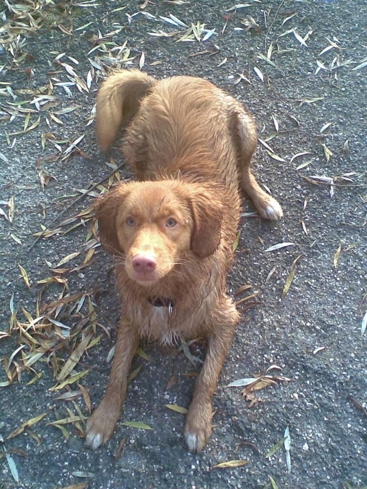 Nova scotia duck tolling retriever Mowgli billede 19