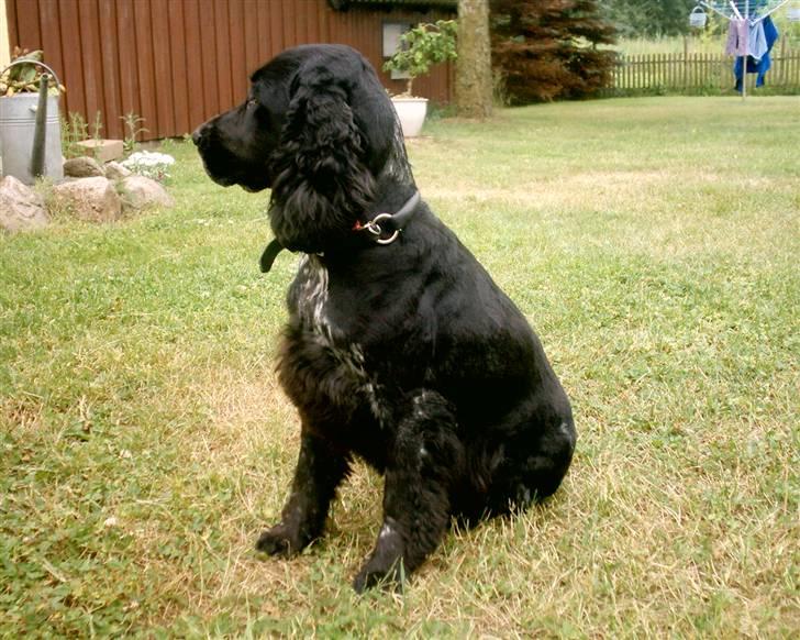 Cocker spaniel Bonnie (død 4 maj 2008)  - Bonnie i sommer da hun havde været til trimmer.. billede 7