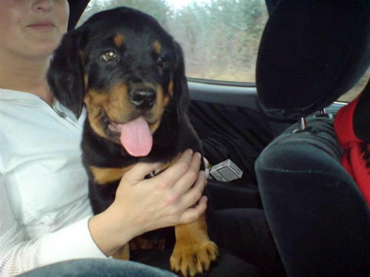 Rottweiler Cæsar - Så er vi på vej hjem til mit nye hjem :-) billede 5