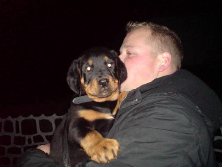 Rottweiler Cæsar - Min første gåtur med min mor og far blev ikke så lang, jeg blev lidt bange for de nye omgivelser :-( billede 6